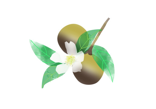 手繪茶果元素PNG免摳素材