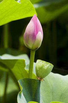 荷花花苞