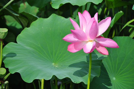 荷花