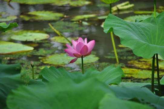 荷花