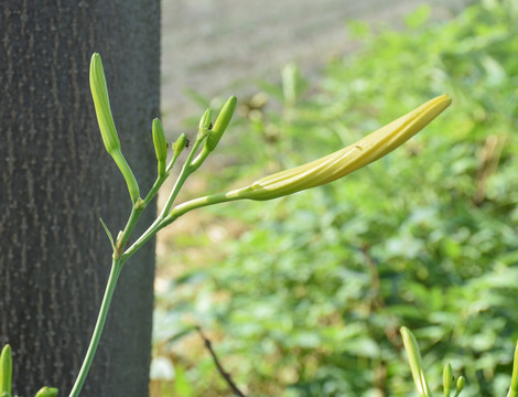 萱草