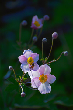 野棉花