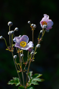 野棉花