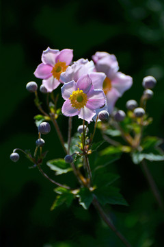 野棉花