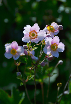 野棉花