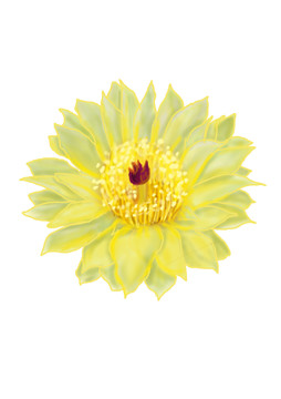彩繪仙人掌花