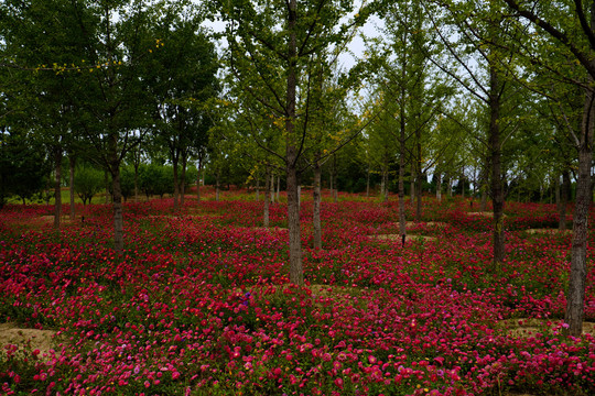 北京温榆河公园朝阳示范区