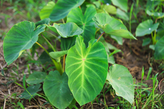 香芋种植