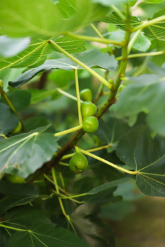 树上的无花果