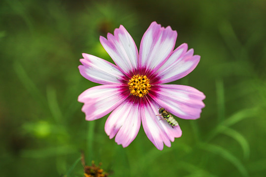 格桑花