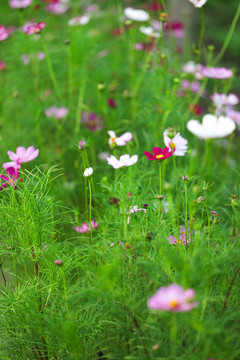 格桑花