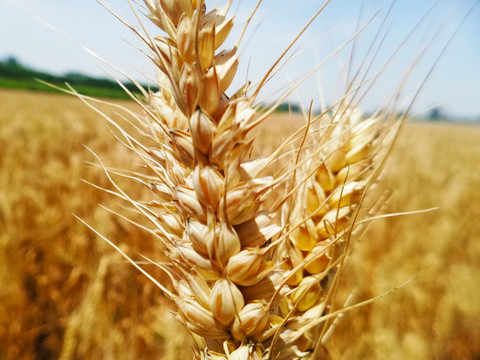 小麦麦穗成熟