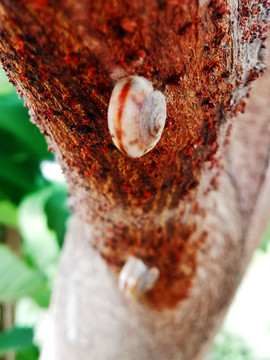 蜗牛上树