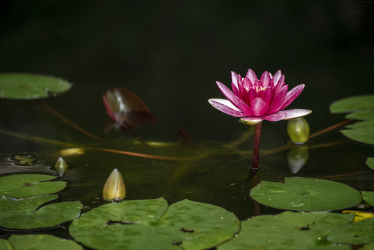 盛开的莲花