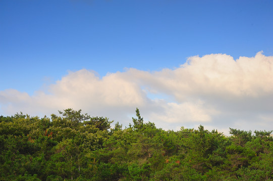 松树林