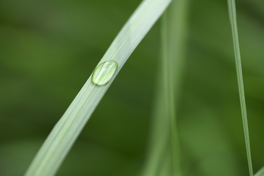 绿叶上的水滴