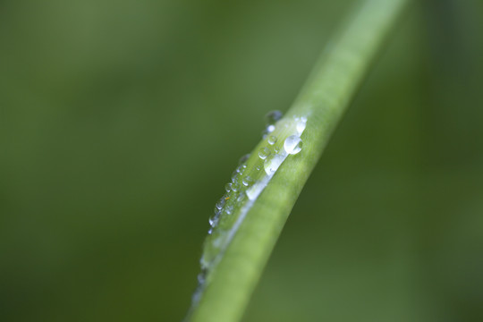 微距特写水珠