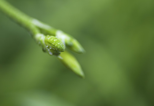 露水