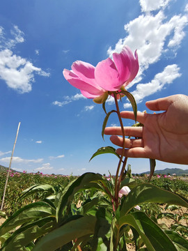 芍药花开