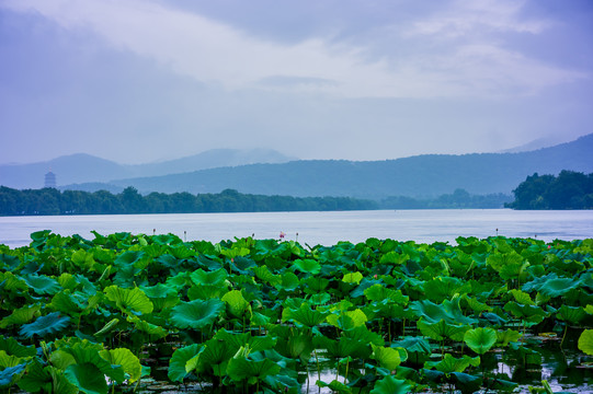 夏日西湖