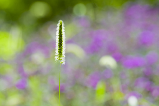 狗尾巴草