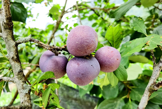 鸡血李