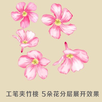 夾竹桃
