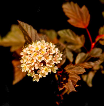 风箱果花