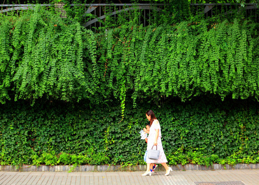 道路绿化景观