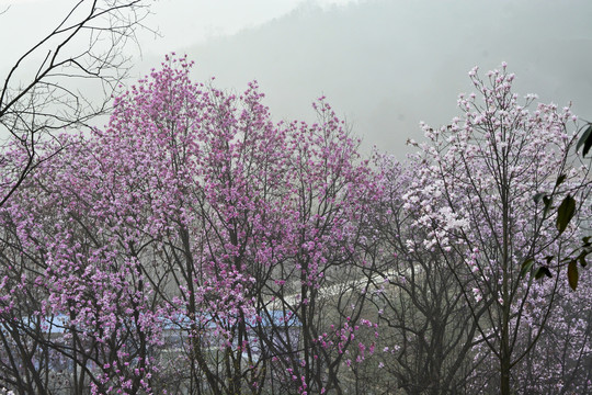 望春花