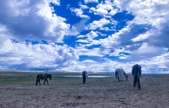 317西藏风光美景草原上的骏马