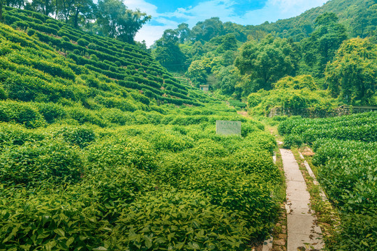 杭州龙井村茶园