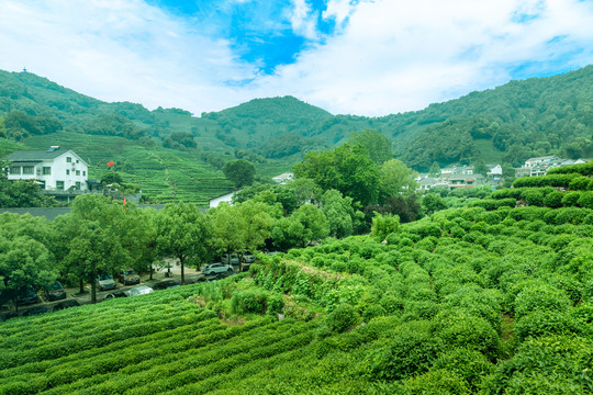 杭州龙井村茶园