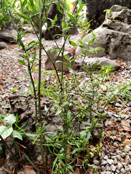 节节高