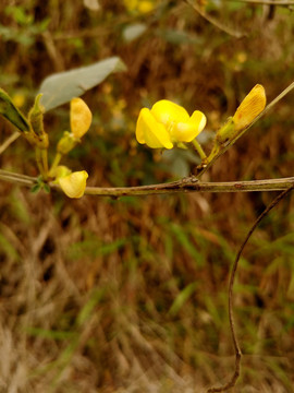 黄色扁豆花