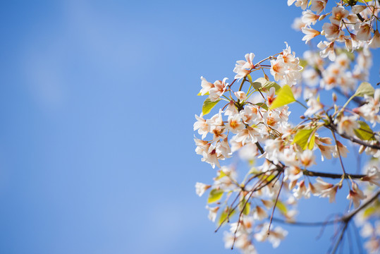 油桐花