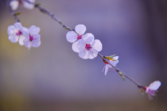 山桃花