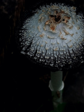 菌菇