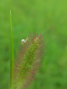 草上的蜘蛛