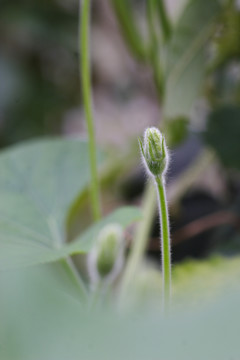 葫芦花蕾