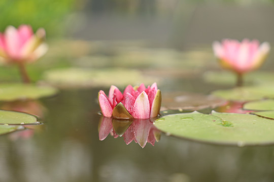 睡莲荷花