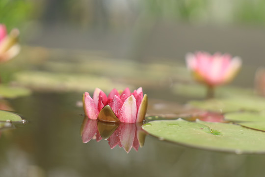 睡莲荷花