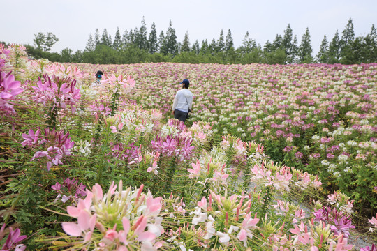 园林景观花卉