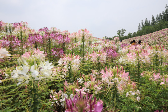 园林景观花卉