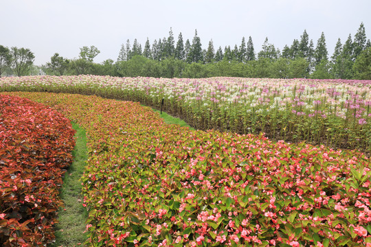 园林景观花卉