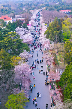 青岛中山公园樱花