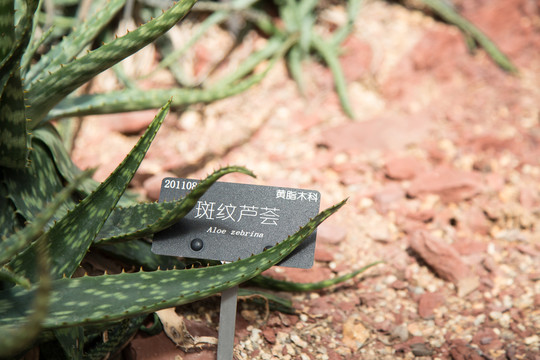 热带植物园里的斑纹芦荟