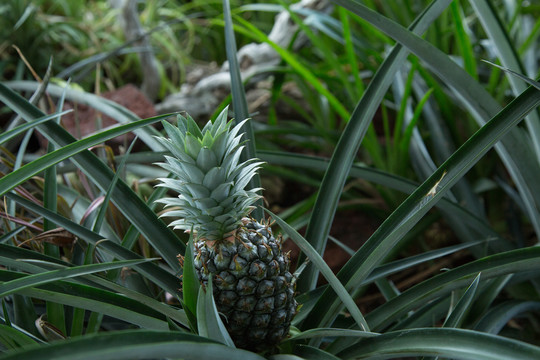 热带植物园里的植物菠萝