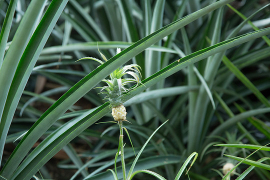 热带植物园里的植物菠萝