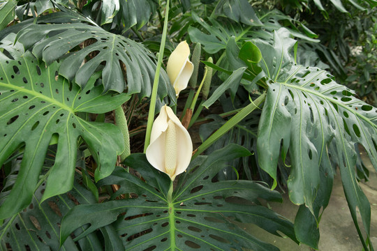 热带植物园里的春羽